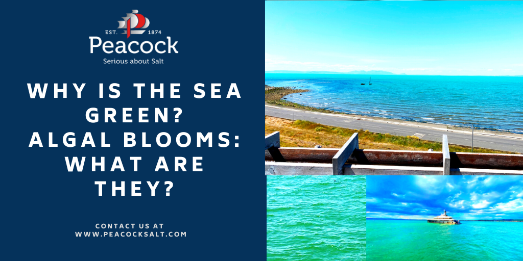 Why is the Sea Green? Algal Blooms: What are they?